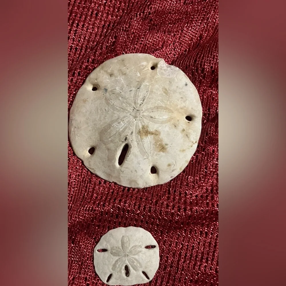 Collection of  Sand Dollars - Picture 4 of 10